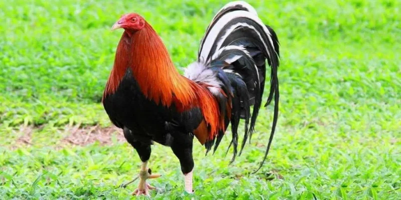Đặc điểm đặc trưng của gà chọi Hatch